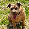 close_up, collar, daylight, dog, ears, eyes, fur, grass, happy, nature, outdoor, paws, pet, portrait, shadow, sitting, small_dog, summer, terrier, tongue_out