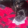 Diva joined the competition — help win amazing prizes! puppy, dog, black_dog, sleeping, curled_up, pet, animal, blanket, red_blanket, gray_blanket, cuddling, furry, indoors, cozy, resting, closed_eyes, snout, paper, portrait, bed