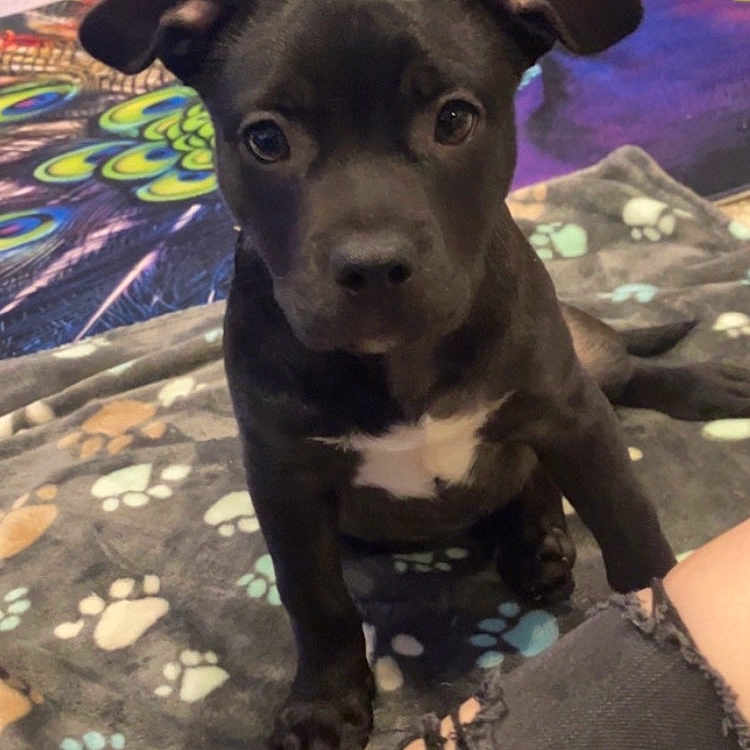 Diva