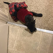 Diva joined the competition — help win amazing prizes! dog, black_dog, pet, animal, lying_down, red_clothing, plaid_fabric, carpet, tile_floor, indoor, hallway, home, doorway, black_boot, footwear, floor, top_down_view, resting, funny, portrait