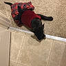 dog, black_dog, pet, animal, lying_down, red_clothing, plaid_fabric, carpet, tile_floor, indoor, hallway, home, doorway, black_boot, footwear, floor, top_down_view, resting, funny, portrait