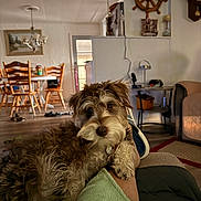 Biscuit is registered to the contest to win money with this photo: dog, fluffy, pet, indoor, living_room, furniture, wooden_chairs, person, leg, relaxing, cozy, home, ship_wheel, wall_clock, table, lamp, rug, carpet, casual, comfort