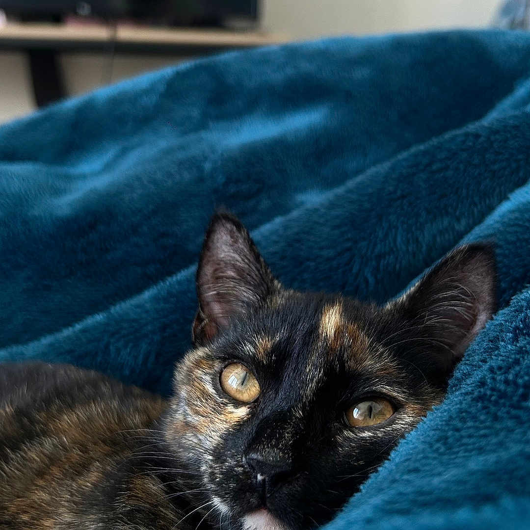 Hera