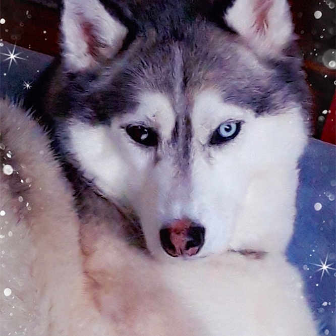 Nanook