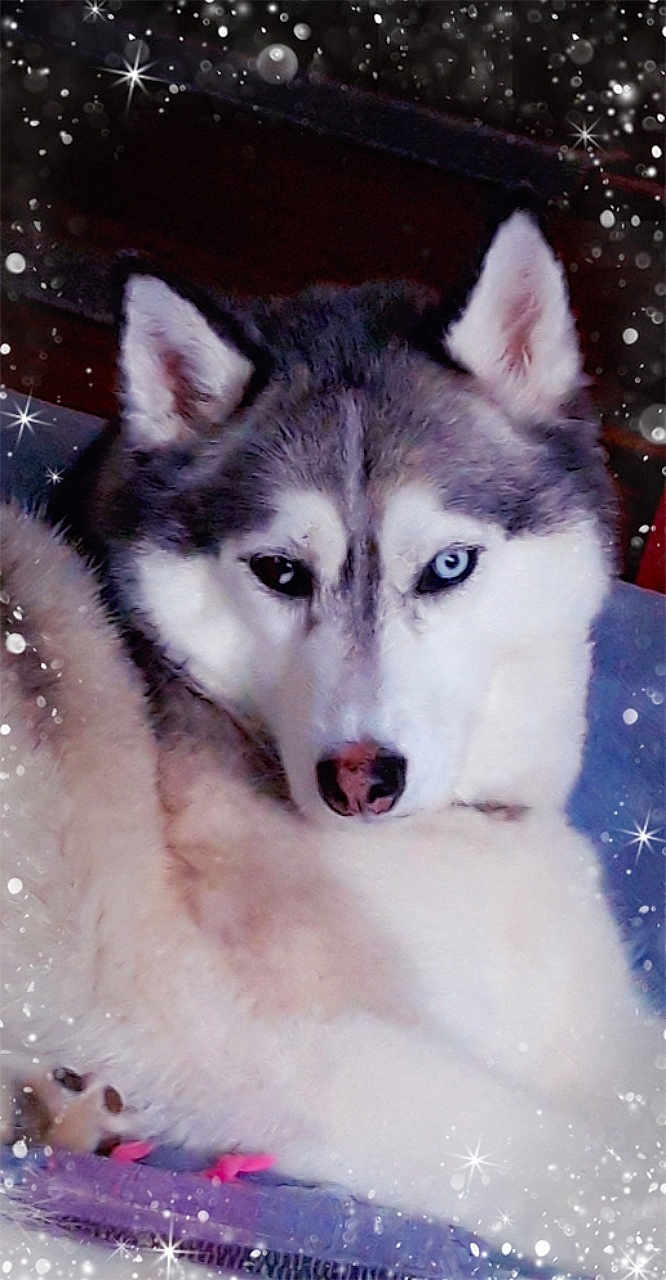 Nanook