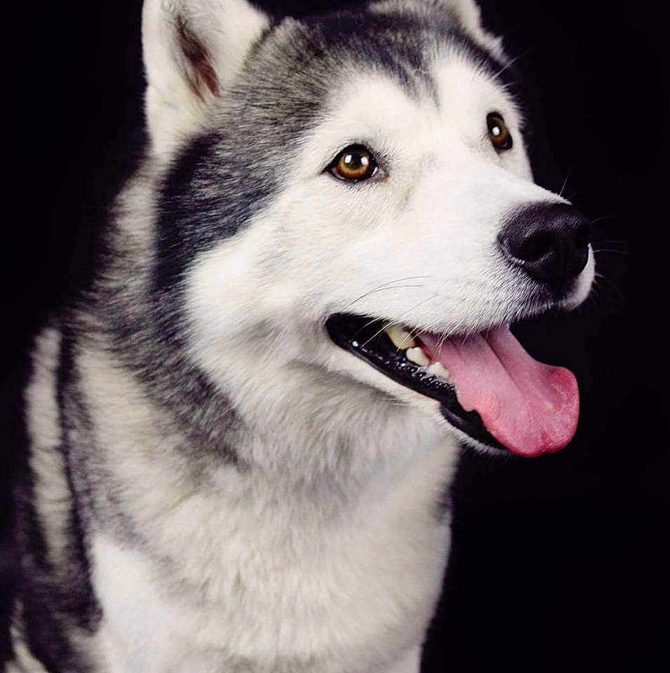 Hasko