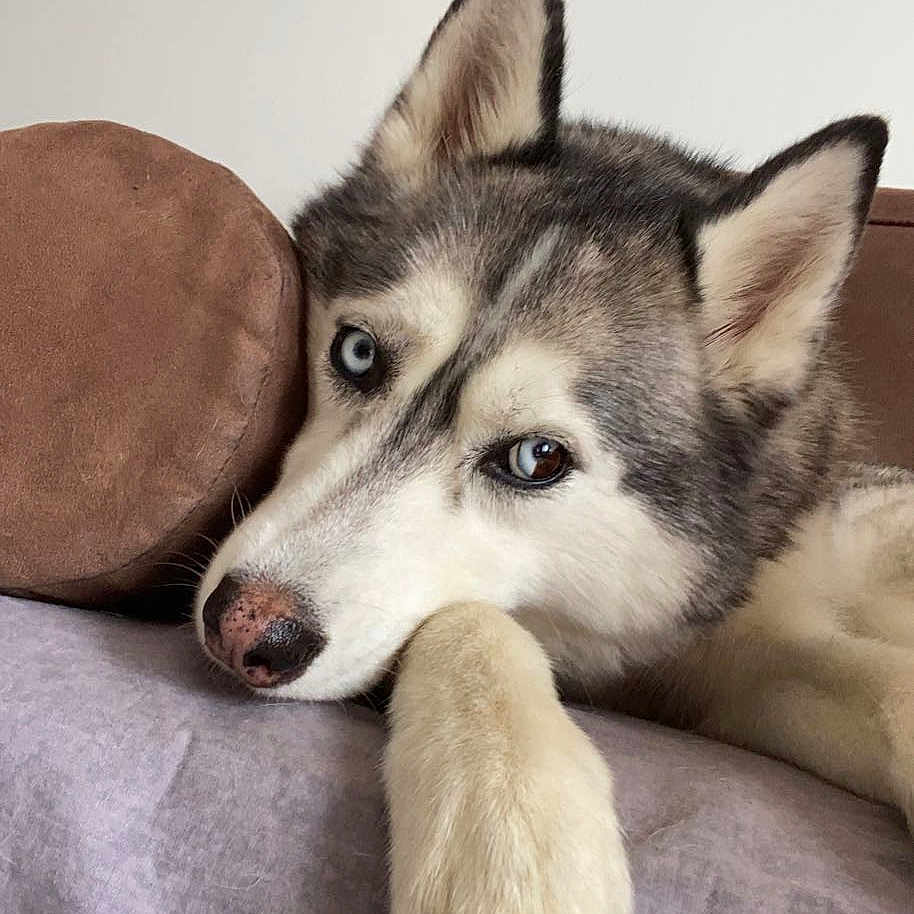 Nanook