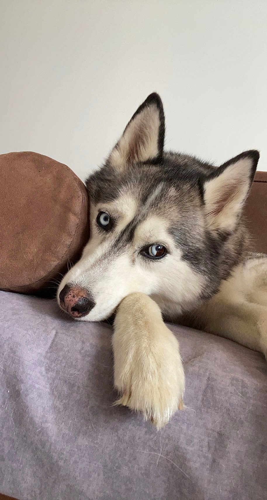 Nanook