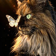 Naomie a rejoint le concours — aidez-le/la à gagner de superbes lots ! cat, long_hair, green_eyes, butterfly, close_up, profile, animal, pet, feline, whiskers, fur, nature, wildlife, macro, soft_light, dark_background, serene, majestic, curious, glowing