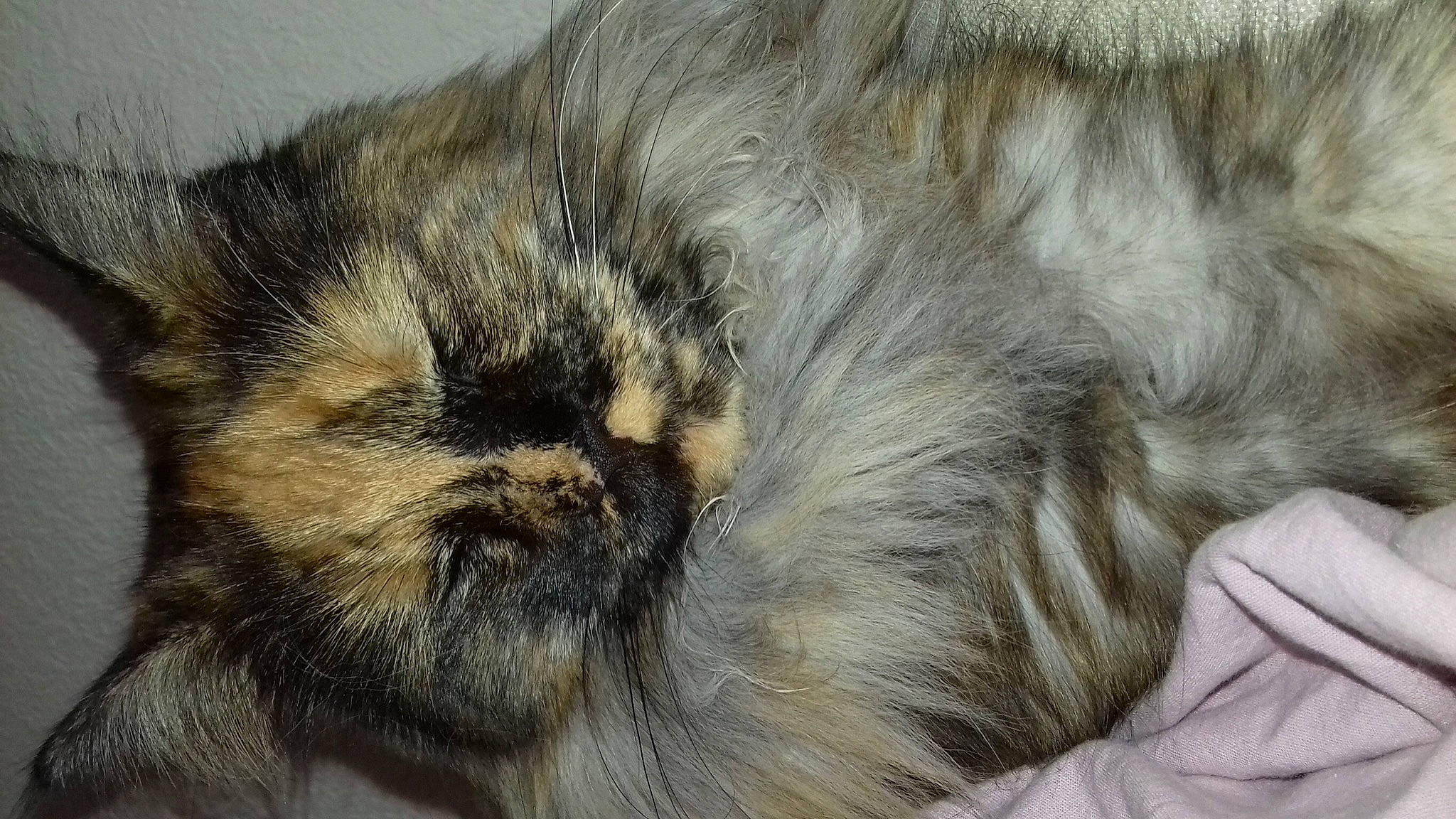 Naomie participe au concours pour gagner de l'argent avec cette photo : british_longhair, carnivore, cat, domestic_long_haired_cat, ear, fawn, felidae, fur, nap, norwegian_forest_cat, persian, small_to_medium_sized_cats, snout, whiskers