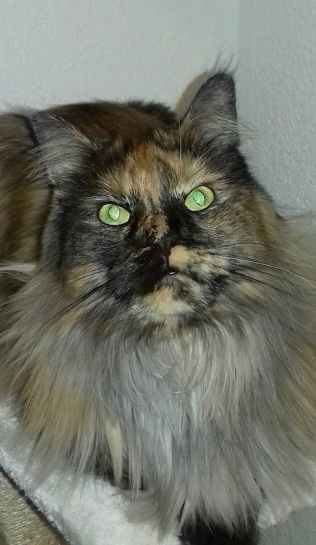 Naomie participe au concours pour gagner de l'argent avec cette photo : asian_semi_longhair, british_longhair, british_semi_longhair, carnivore, cat, domestic_long_haired_cat, eye, felidae, fur, iris, maine_coon, mammal, napoleon_cat, norwegian_forest_cat, persian, ragamuffin, siberian, small_to_medium_sized_cats, vertebrate, whiskers