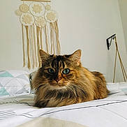 Gipsy participe au concours pour gagner de l'argent avec cette photo : cat, tabby, fluffy, bed, bedding, pillow, dreamcatcher, indoor, pet, feline, green_eyes, resting, cute, cozy, home, decor, fur, whiskers, calm, relaxed