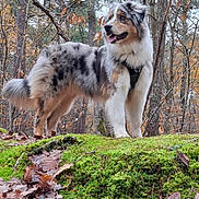 Aiko a rejoint le concours — aidez-le/la à gagner de superbes lots ! dog, australian_shepherd, forest, moss, autumn, leaves, outdoor, nature, animal, pet, canine, standing, fur, trees, woodland, happy, alert, landscape, daylight, hiking