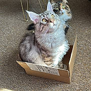 Maks joined the competition — help win amazing prizes! animal_companion, box, cardboard_box, carpet, cat, cats, curious, domestic_animal, feline, fluffy, fur, home_interior, indoor, looking_up, pet, playful, stool, two_animals, whiskers, yellow_stool