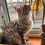 Maks is registered to the contest to win money with this photo: animal, cat, cozy, curious, domestic, feline, fluffy, grey, houseplant, indoor, leaf, nature, pet, plant, side_view, soft_light, tabby, whiskers, window, windowsill