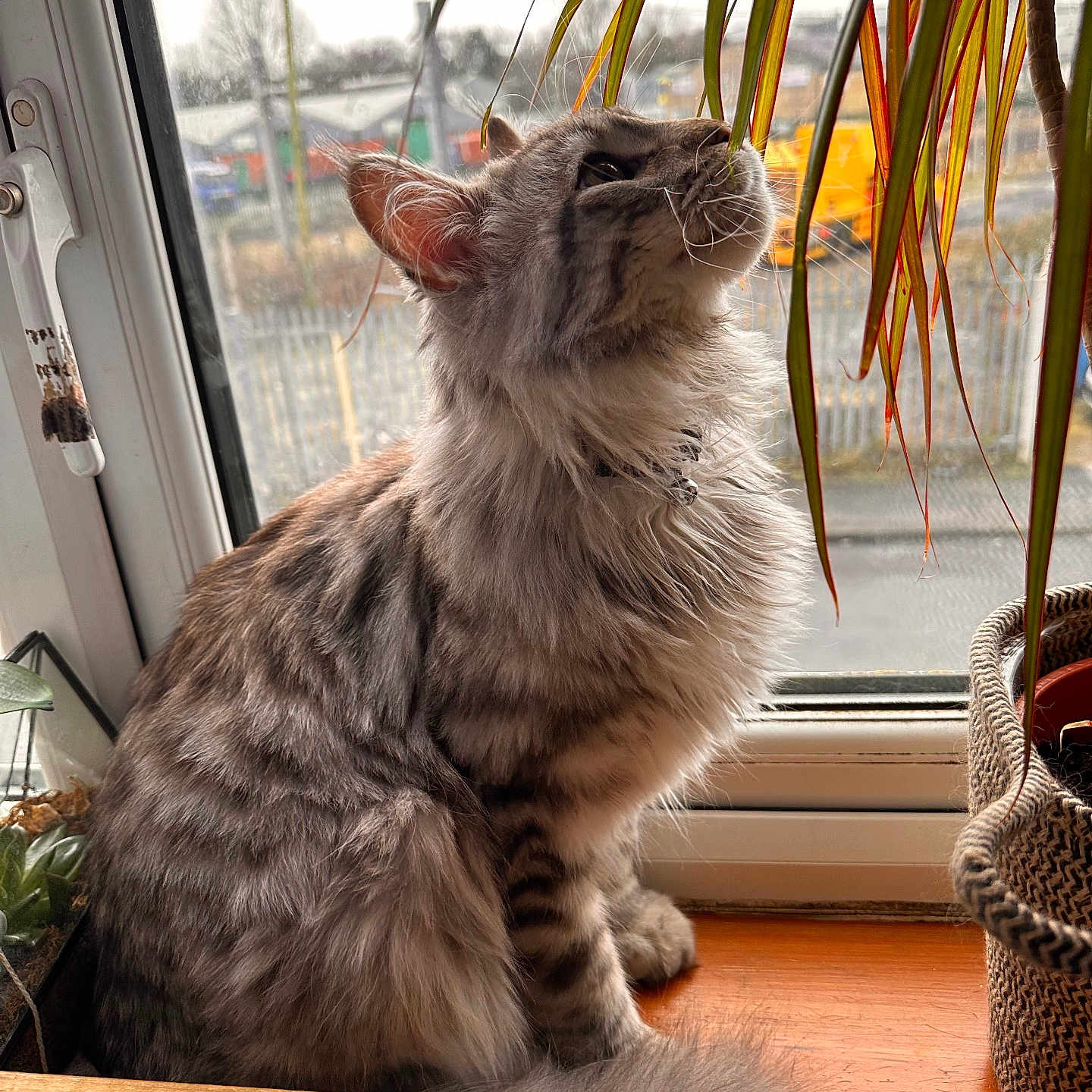 Maks is registered to the contest to win money with this photo: animal, cat, cozy, curious, domestic, feline, fluffy, grey, houseplant, indoor, leaf, nature, pet, plant, side_view, soft_light, tabby, whiskers, window, windowsill