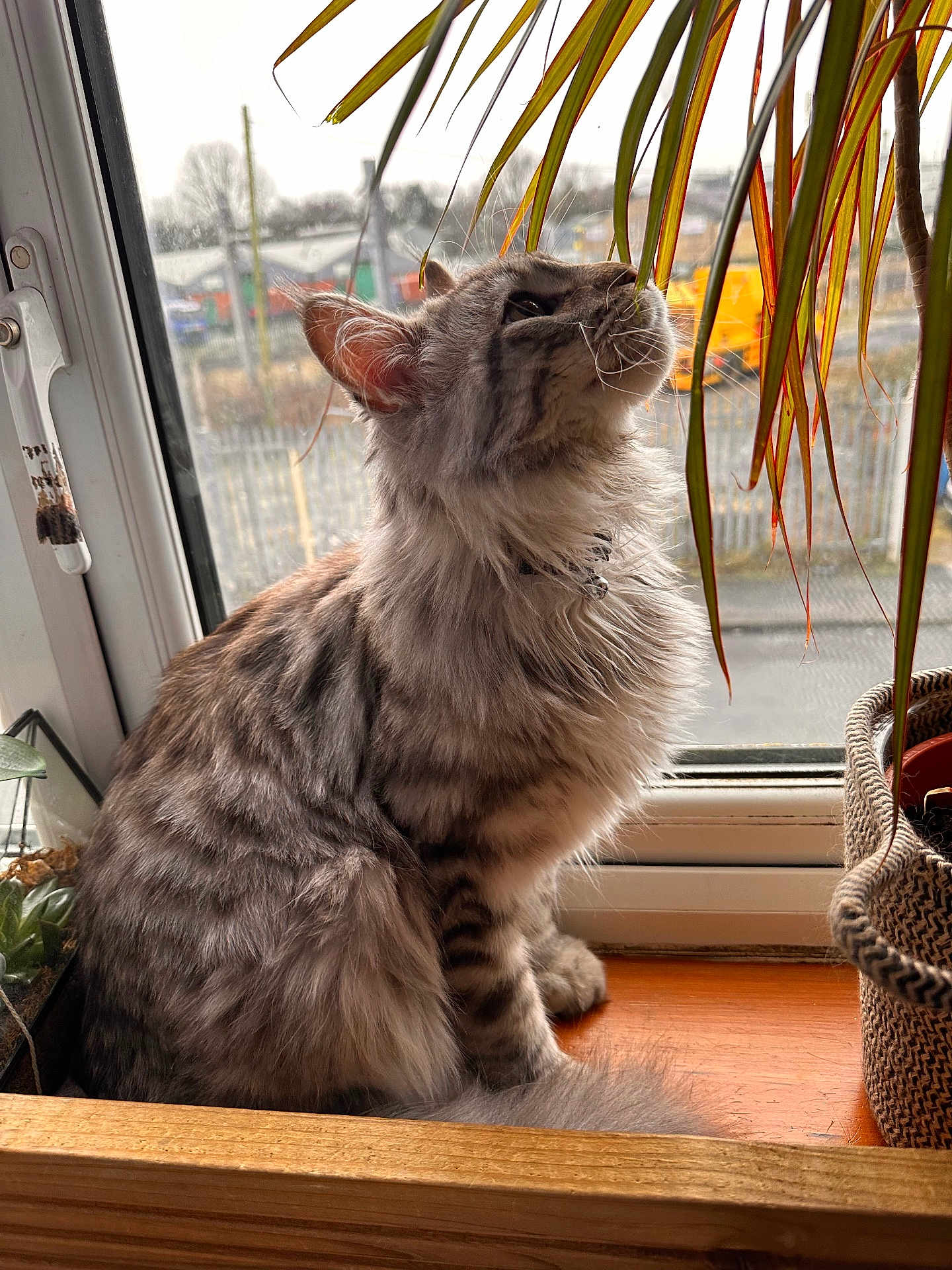 Maks is registered to the contest to win money with this photo: animal, cat, cozy, curious, domestic, feline, fluffy, grey, houseplant, indoor, leaf, nature, pet, plant, side_view, soft_light, tabby, whiskers, window, windowsill