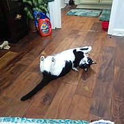 Isabella is registered to the contest to win money with this photo: area_rug, black_and_white, cat, detergent_bottle, doorway, electrical_outlet, floor, furniture, hardwood_floor, indoor, lying_on_back, pet, plant, playful, power_cable, red_bowl, tide_bottle, toy_string, tuxedo_cat, wooden_floor