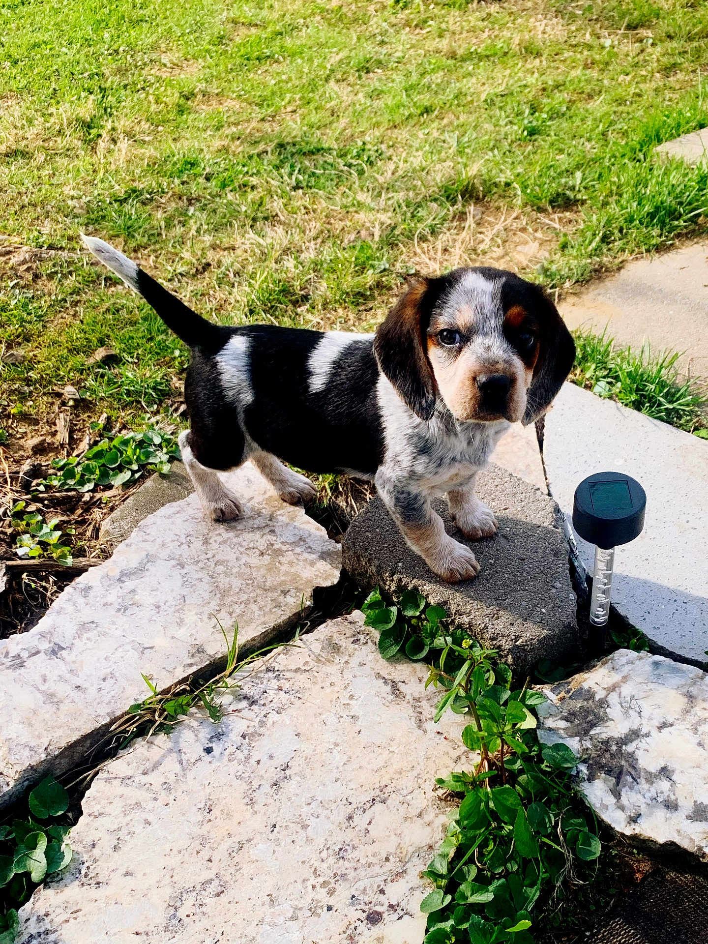 Ginger is registered to the contest to win money with this photo: puppy, dog, black_and_white, grass, stone, outdoor, pet, young, curious, small, cute, animal, nature, garden, greenery, sunlight, walkway, plant, adorable, fur