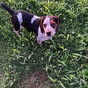 Ginger is registered to the contest to win money with this photo: dog, grass, outdoor, animal, pet, nature, greenery, clover, canine, cute, looking_up, white_spots, brown_spots, black_spots, ears, tail, ground, daylight, small_dog, young_dog