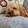 dog, sleeping, fluffy, blanket, pillow, cozy, relaxation, indoor, home, resting, cute, pet, fur, closeup, comfort, nap, brown, texture, soft, peaceful