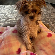 Izzy joined the competition — help win amazing prizes! blanket, couch, cozy, curious, cute, dog, fluffy, fur, heart_pattern, home, indoor, living_room, pet, plant, potted_plant, puppy, rug, seated, small_dog, soft