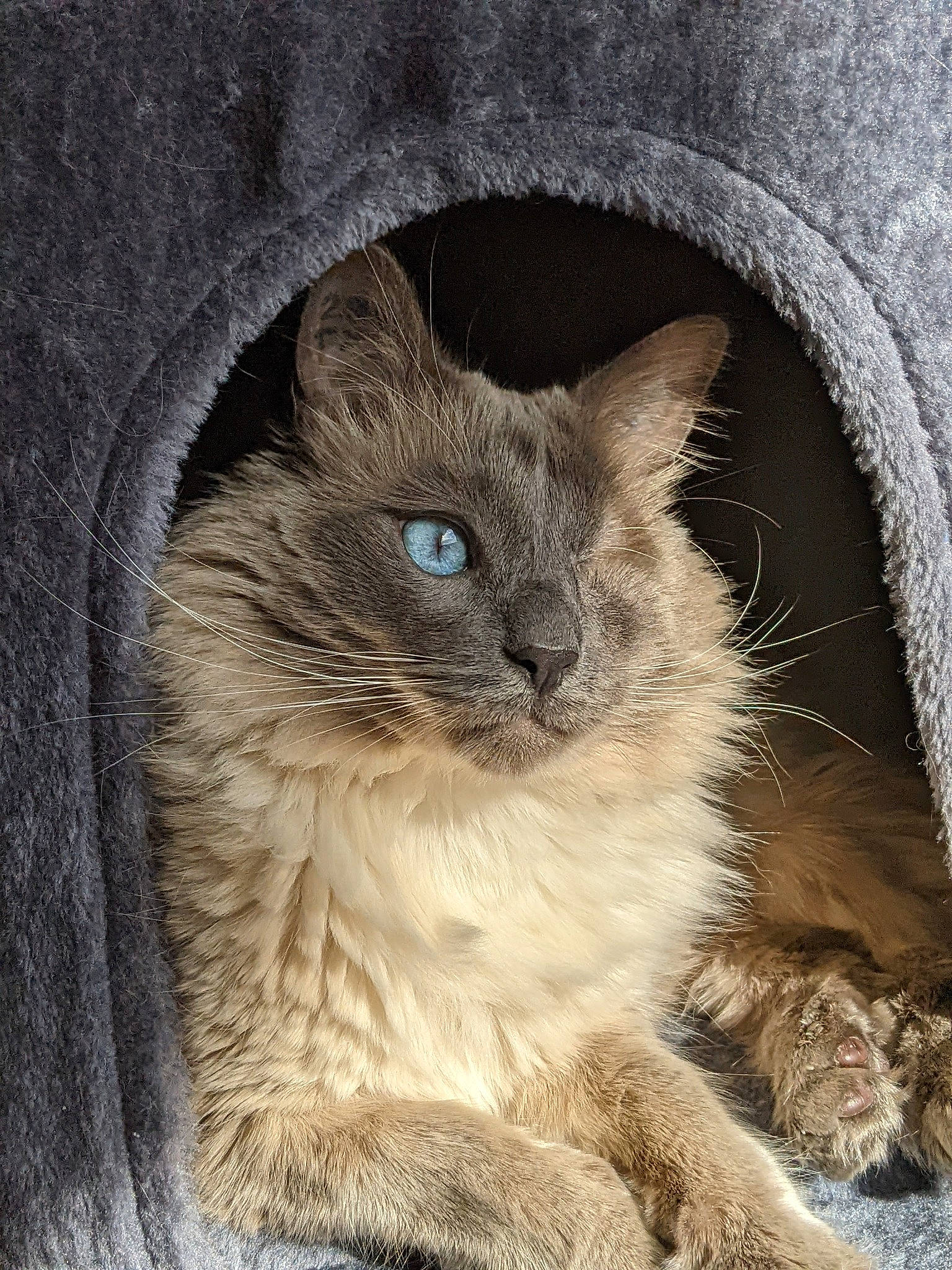 Ned a rejoint le concours — aidez-le/la à gagner de superbes lots ! art_paint, birman, british_longhair, carnivore, cat, domestic_short_haired_cat, door, electric_blue, fawn, felidae, fur, ragdoll, small_to_medium_sized_cats, snout, terrestrial_animal, whiskers, wildlife