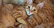 Pierre And Cali joined the competition — help win amazing prizes! cat, ginger_cat, fluffy, feline, pets, couch, chair, indoor, cozy, relaxed, cute, animal, fur, whiskers, tail, paws, domestic, companions, resting, snuggling