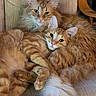 cat, ginger_cat, fluffy, feline, pets, couch, chair, indoor, cozy, relaxed, cute, animal, fur, whiskers, tail, paws, domestic, companions, resting, snuggling