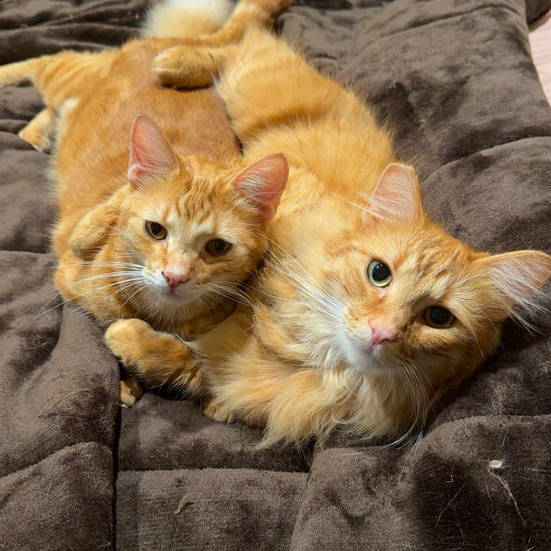 Pierre And Cali is registered to the contest to win money with this photo: cat, ginger_cat, pet, animal, feline, cute, cuddling, bed, blanket, fur, whiskers, ears, eyes, domestic_animal, two_cats, resting, indoor, cozy, companions, playful