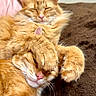 Pierre And Cali is registered to the contest to win money with this photo: cat, ginger_cat, feline, pet, sleeping, snuggling, paw, whiskers, fur, cute, cozy, blanket, indoor, resting, closeup, two_cats, relaxed, domestic_cat, animal, companion