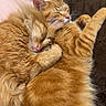 Pierre And Cali is registered to the contest to win money with this photo: cat, ginger_cat, sleeping, snuggling, furry, pet, animal, cute, cozy, bed, resting, domestic_cat, fur, whiskers, paw, companion, relaxed, adorable, two_animals, indoor