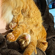Pierre And Cali joined the competition — help win amazing prizes! cat, orange_tabby, sleeping, fluffy, paw_pads, cozy, blanket, sunlight, indoor, relaxed, pet, feline, cute, resting, fur, animal, nap, comfy, stretching, domestic_cat