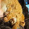 cat, orange_tabby, sleeping, fluffy, paw_pads, cozy, blanket, sunlight, indoor, relaxed, pet, feline, cute, resting, fur, animal, nap, comfy, stretching, domestic_cat