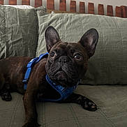 Ace joined the competition — help win amazing prizes! alert, animal, brindle_coat, companion, couch, cute, dog, domestic_animal, ears, french_bulldog, furniture, green_couch, harness, indoor, looking_away, paw, pet, quilted, relaxed, snout