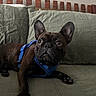 alert, animal, brindle_coat, companion, couch, cute, dog, domestic_animal, ears, french_bulldog, furniture, green_couch, harness, indoor, looking_away, paw, pet, quilted, relaxed, snout