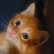 Grogu is registered to the contest to win money with this photo: animal, blurry, cat, close_up, curious, cute, eyes, face, fur, ginger_cat, indoors, kitten, nose, orange_fur, pet, pink_nose, portrait, whiskers, white_cat, white_fur