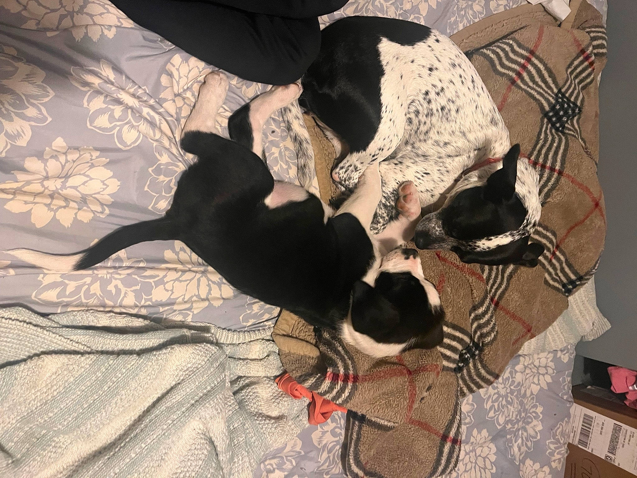 Brutus N Moo joined the competition — help win amazing prizes! carnivore, comfort, companion_dog, dog, dog_breed, dog_supply, fawn, felidae, flooring, fur, guard_dog, linens, paw, small_to_medium_sized_cats, snout, sporting_group, tail, toy_dog, whiskers, working_animal