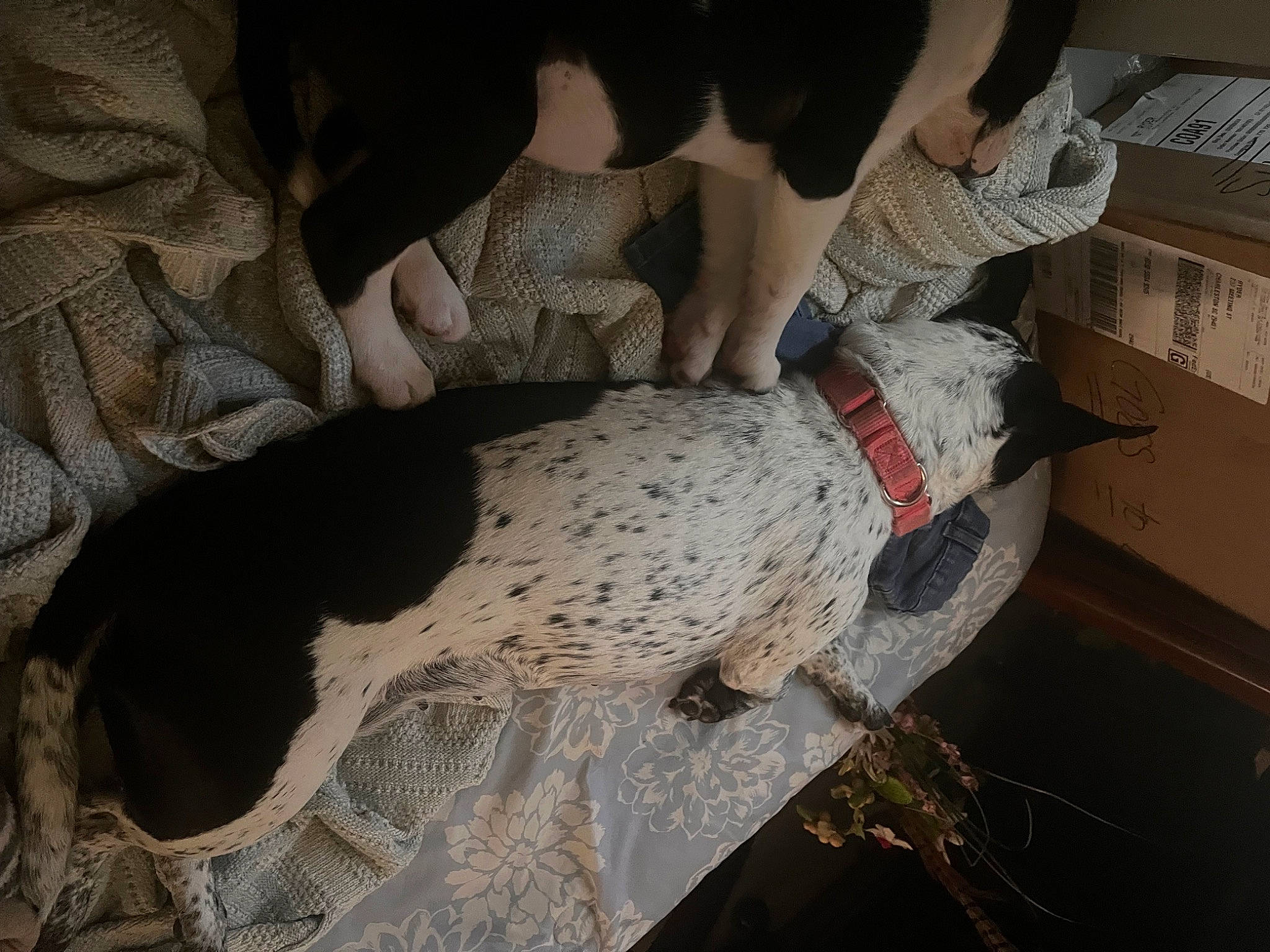 Mitzi Moo joined the competition — help win amazing prizes! art, beak, bird, carmine, comfort, companion_dog, feather, felidae, flooring, foot, fur, grey, human_leg, pattern, pigeons_and_doves, small_to_medium_sized_cats, tail, tree, wing, wood