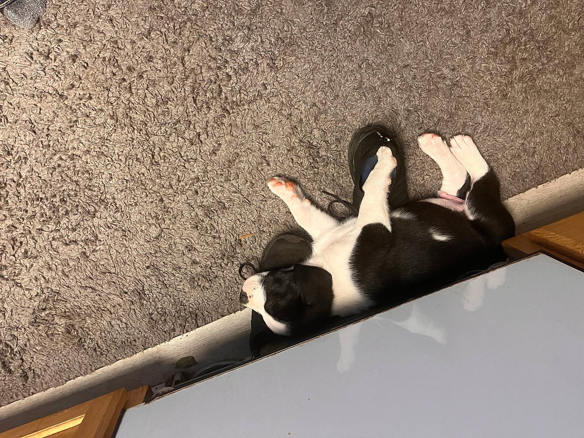 Brutus joined the competition — help win amazing prizes! automotive_exterior, companion_dog, concrete, felidae, fur, human_leg, paw, shade, shadow, sitting, small_to_medium_sized_cats, tail, tints_and_shades, wood