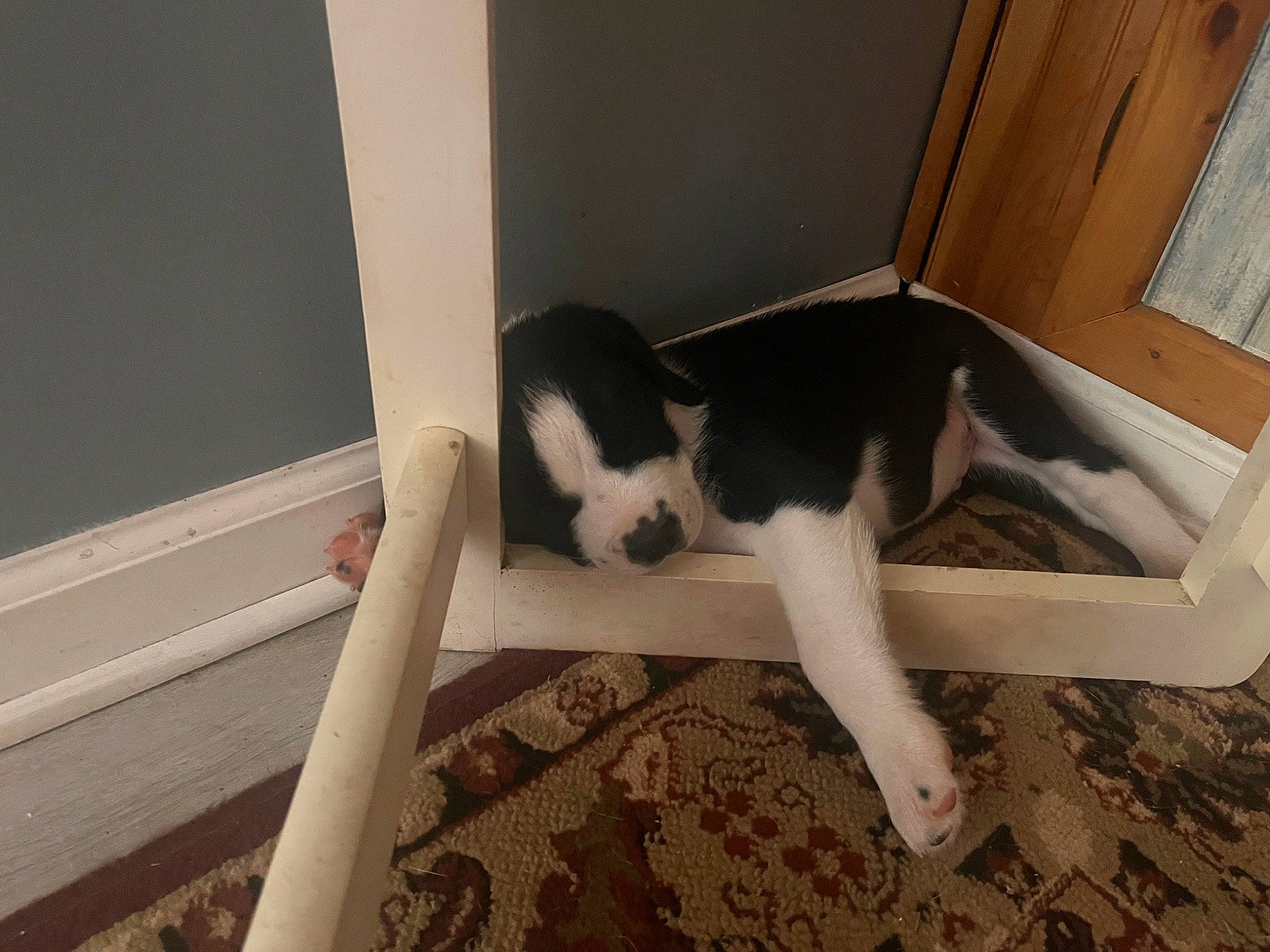 Brutus joined the competition — help win amazing prizes! carnivore, cat, comfort, companion_dog, dog_breed, domestic_short_haired_cat, door, felidae, floor, flooring, fur, hardwood, human_leg, room, small_to_medium_sized_cats, sporting_group, stairs, tail, whiskers, wood