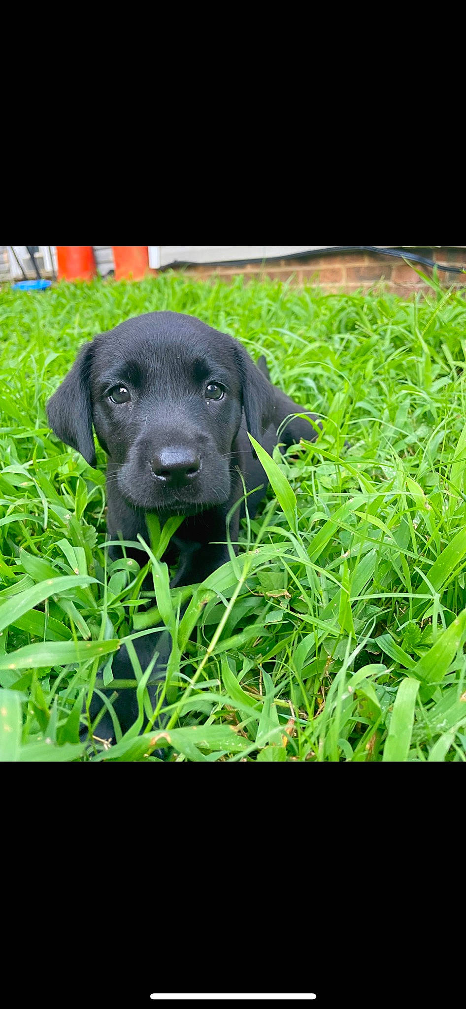 Harley is registered to the contest to win money with this photo: borador, canidae, carnivore, companion_dog, dog, dog_breed, electric_blue, grass, grassland, groundcover, gun_dog, labrador_retriever, plant, retriever, snout, sporting_group, terrestrial_animal, terrestrial_plant, whiskers, working_animal