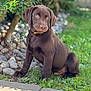 Alpha a rejoint le concours — aidez-le/la à gagner de superbes lots ! puppy, dog, labrador, chocolate, grass, outdoor, pet, young, sitting, tree, rocks, nature, animal, cute, collar, sunlight, greenery, portrait, canine, adorable