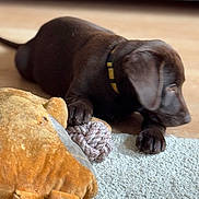 Alpha a rejoint le concours — aidez-le/la à gagner de superbes lots ! puppy, dog, chocolate_lab, toy, stuffed_animal, rope_toy, carpet, floor, collar, pet, indoor, brown, cute, young, animal, laying_down, soft_texture, playful, domestic, resting