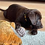 puppy, dog, chocolate_lab, toy, stuffed_animal, rope_toy, carpet, floor, collar, pet, indoor, brown, cute, young, animal, laying_down, soft_texture, playful, domestic, resting