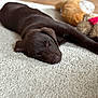 Alpha participe au concours pour gagner de l'argent avec cette photo : puppy, dog, sleeping, chocolate_labrador, carpet, soft_texture, plush_toys, indoor, floor, resting, cute, pet, animal, young_dog, cozy, relaxation, brown, fur, close_up, calm