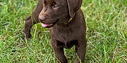 Alpha a rejoint le concours — aidez-le/la à gagner de superbes lots ! puppy, dog, labrador, chocolate, grass, outdoor, young, pet, animal, playful, cute, collar, fur, tongue, nature, green, field, canine, walking, summer