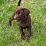 puppy, dog, labrador, chocolate, grass, outdoor, young, pet, animal, playful, cute, collar, fur, tongue, nature, green, field, canine, walking, summer