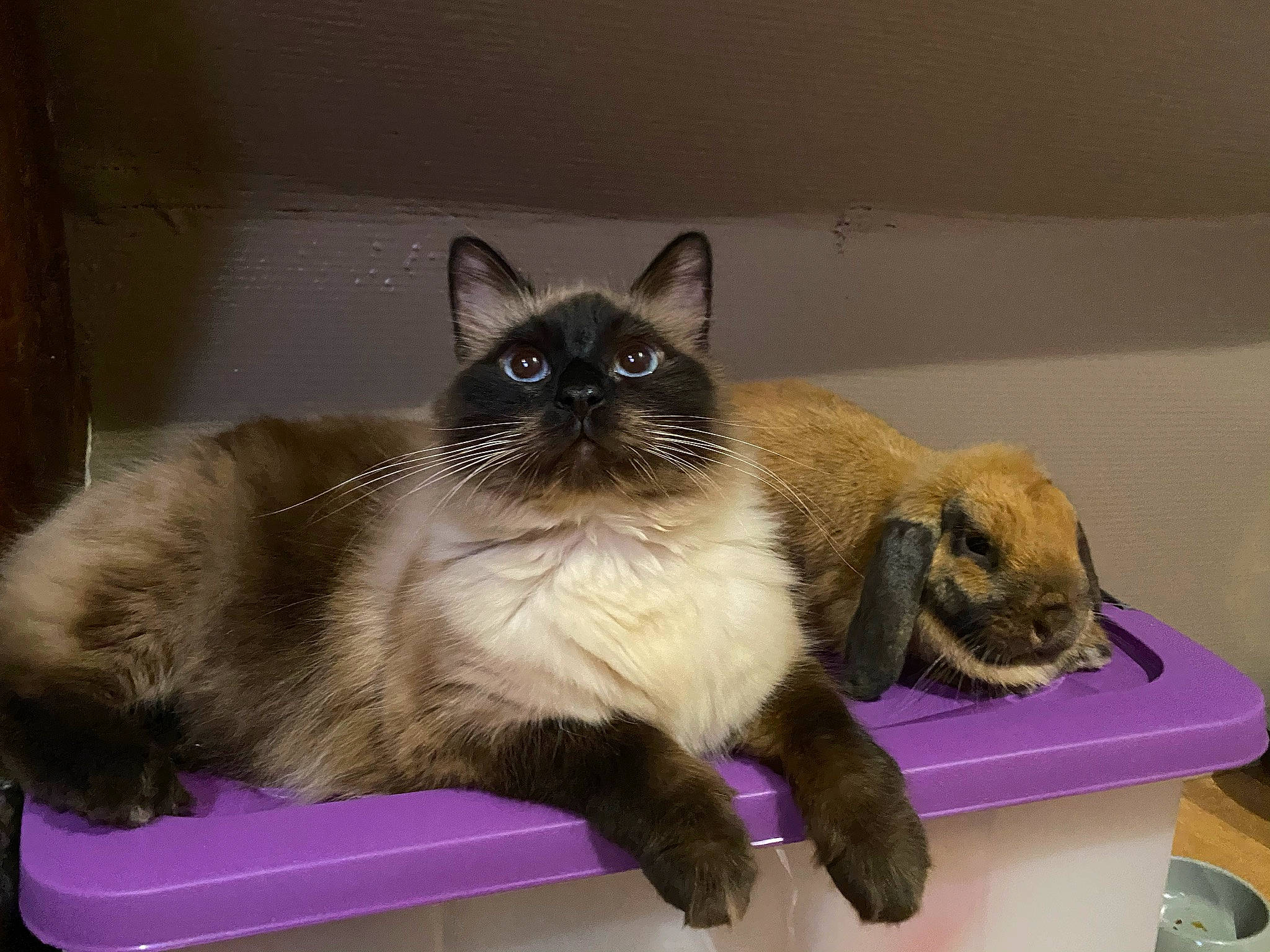 Rourou a rejoint le concours — aidez-le/la à gagner de superbes lots ! balinese, birman, box, carnivore, cat, domestic_short_haired_cat, fawn, felidae, fur, iris, paw, ragdoll, siamese, small_to_medium_sized_cats, snout, table, tail, thai, tonkinese, whiskers