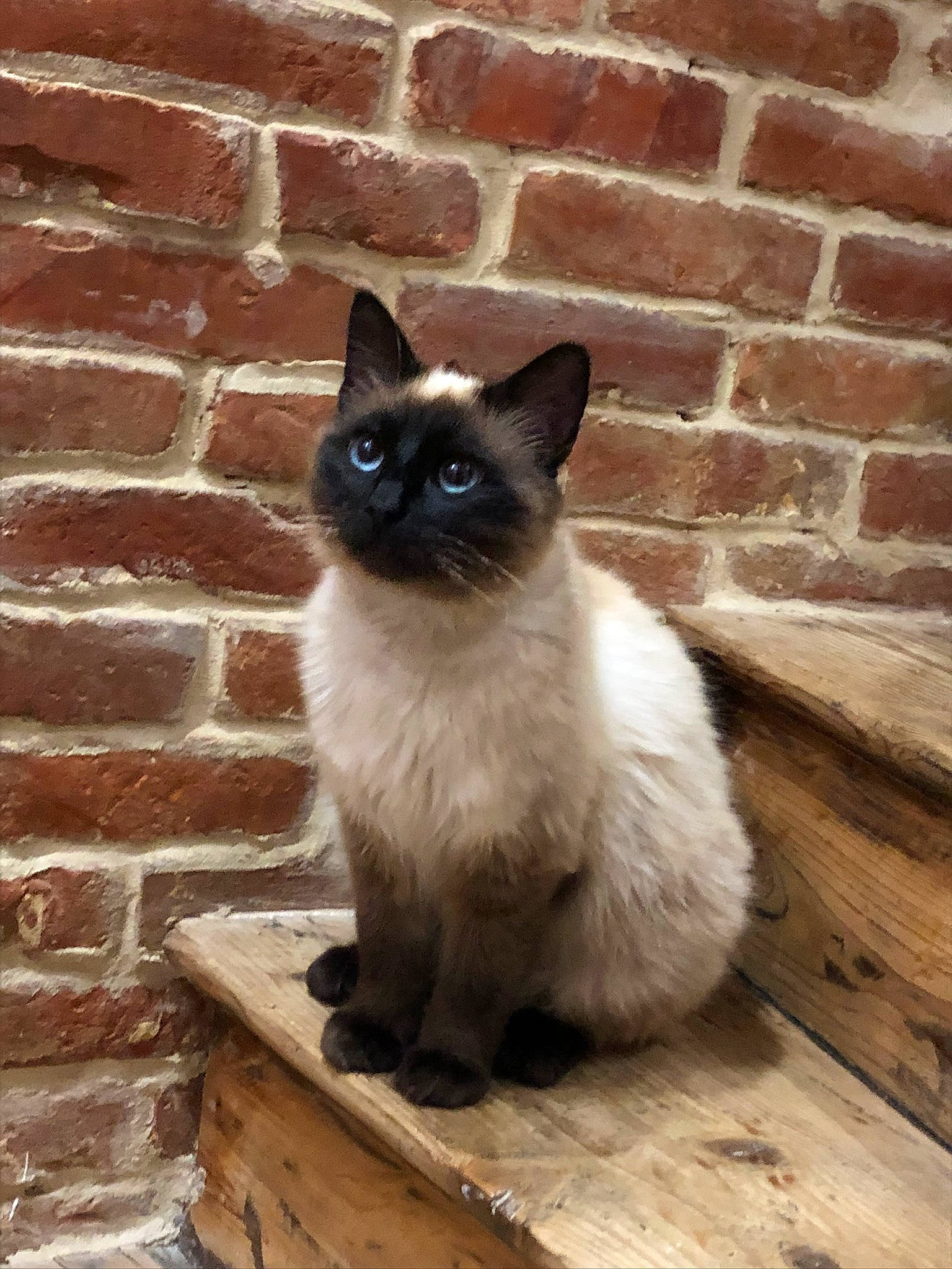 Rourou participe au concours pour gagner de l'argent avec cette photo : birman, brick, brickwork, building_material, carnivore, cat, fawn, felidae, flooring, fur, grass, hardwood, iris, siamese, small_to_medium_sized_cats, snout, symmetry, tail, whiskers, wood